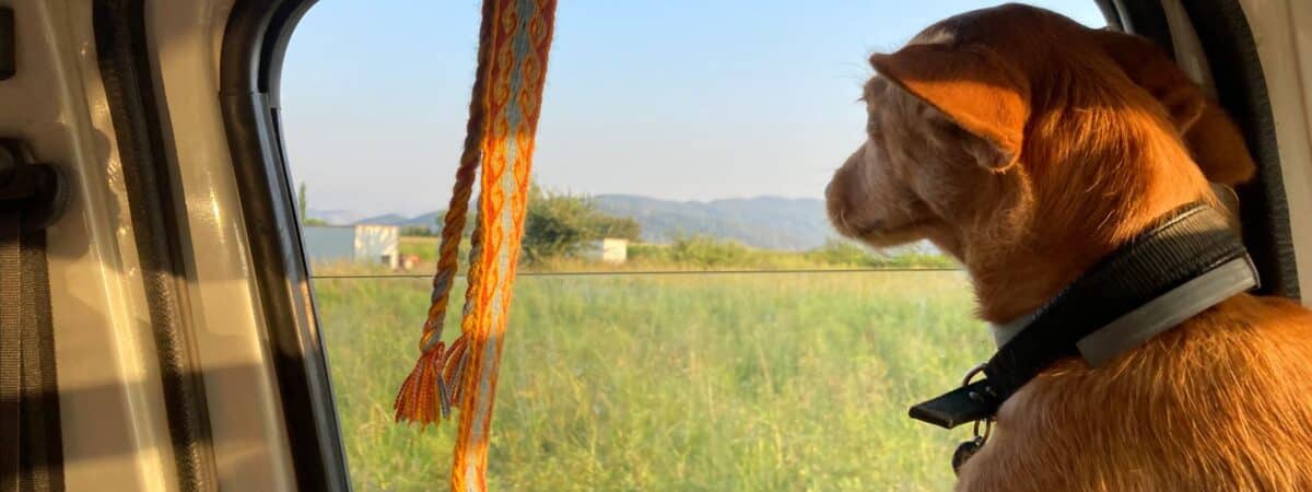 Οδηγός για Ασφαλή Ταξίδια με τον Σκύλο σου