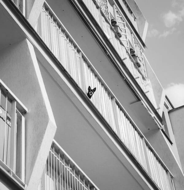 Κατάλληλες φυλές σκύλων για διαμονή σε διαμέρισμα