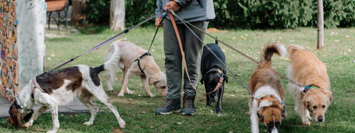 Πώς η Κοινότητα Σκύλων Ενώνει Ανθρώπους και Ζώα