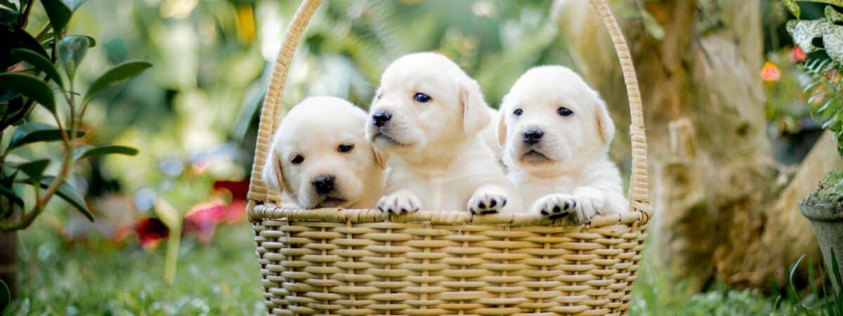 Labrador Retriever: Ο Ιδανικός Σκύλος για Όλους