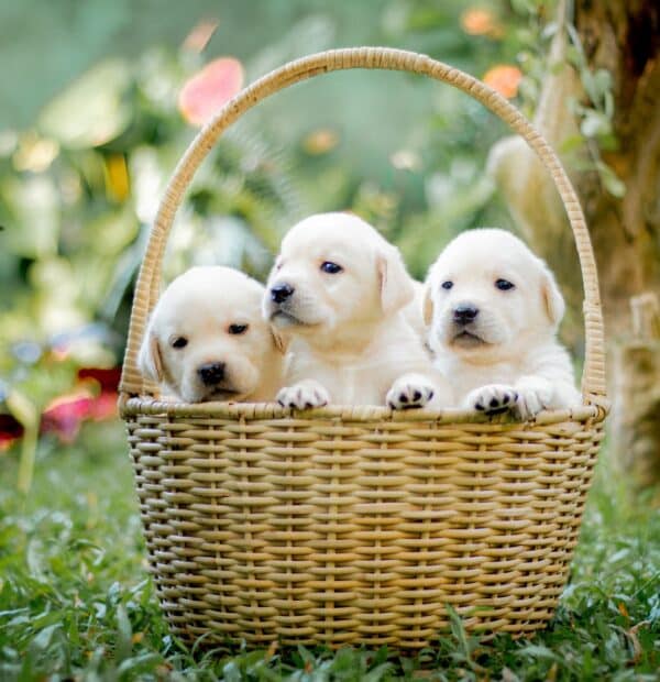 Labrador Retriever: Ο Ιδανικός Σκύλος για Όλους