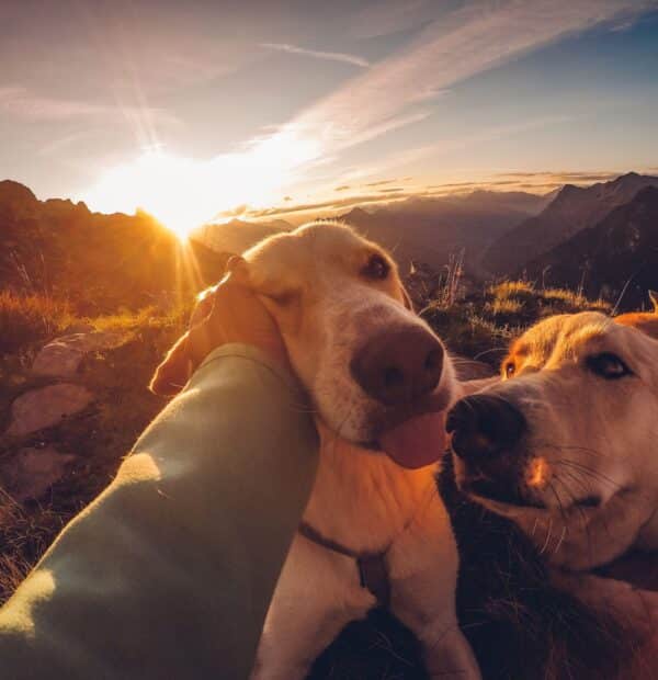 Οι Τάσεις για Σκύλους που θα Κυριαρχήσουν το 2026