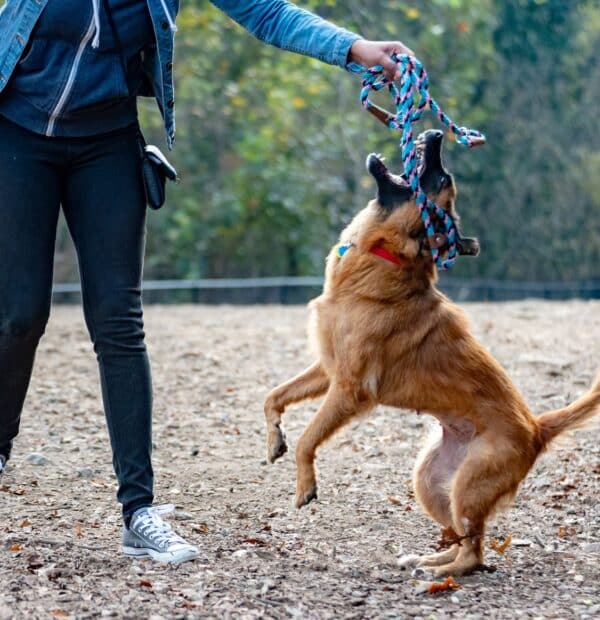 Τεχνικές για Εκπαίδευση Σκύλων με Αποτελεσματικότητα