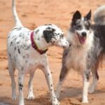 Pet friendly Airbnb με σκύλο: τι να κοιτάξεις πριν κλείσεις