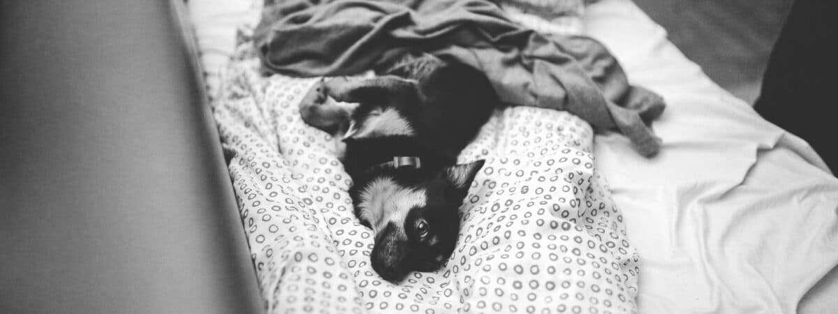 Pet friendly ξενοδοχεία στην Ελλάδα: τι να κοιτάξεις