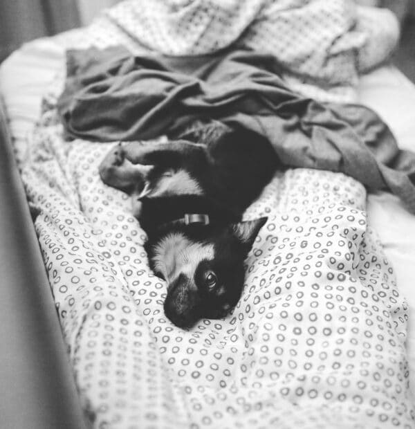 Pet friendly ξενοδοχεία στην Ελλάδα: τι να κοιτάξεις