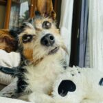 Snuffle mat για σκύλο: αξίζει ή θα το βαρεθεί;