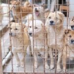Υιοθεσία σκύλου στη Θεσσαλονίκη χωρίς λάθος βιασύνες