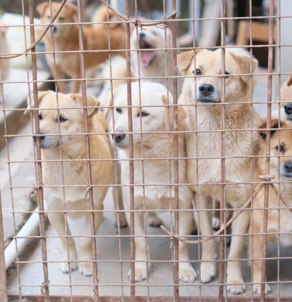 Υιοθεσία σκύλου στη Θεσσαλονίκη χωρίς λάθος βιασύνες
