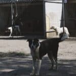 Δωρεά για αδέσποτα: πού πιάνει πραγματικά τόπο
