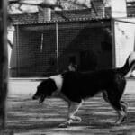 Ιστορίες διάσωσης σκύλων στην Ελλάδα που έγιναν σωστά