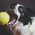 Nosework σκύλος: πώς ξεκινάς σωστά στο σπίτι