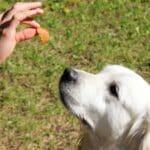 Σκύλος και τυρί: τι δίνεις, πόσο και πότε όχι