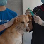 Τσιπάρισμα σκύλου κόστος: τι θα πληρώσεις πραγματικά